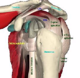 shoulder anatomy